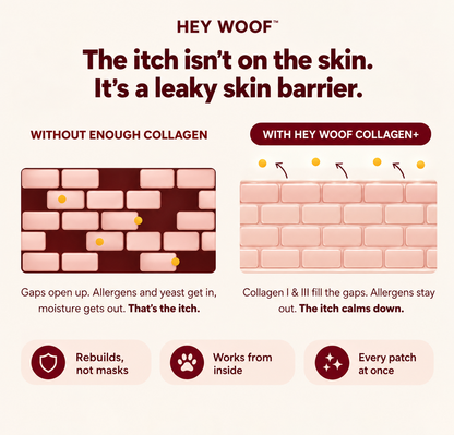 HeyWoof Collagen+ | Daily Skin & Coat Support for Dogs